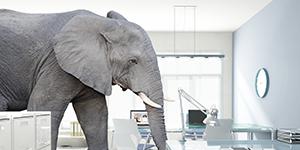 éléphant EC 2