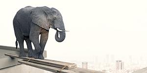 Eléphant EC