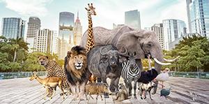 montage-animaux