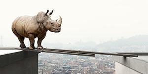 Rhino