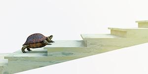 Tortue